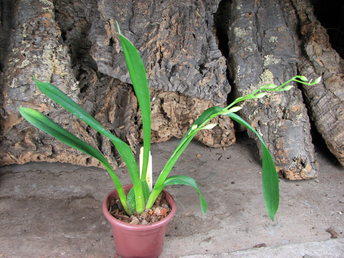 Wilsonara Opalescent 'On The Edge'.jpg