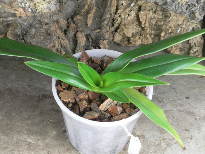 Phragmipedium kovachii.jpg