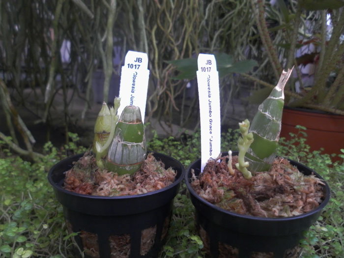 Clowesia Jumbo Grace 'Jumbo Orchids'.jpg