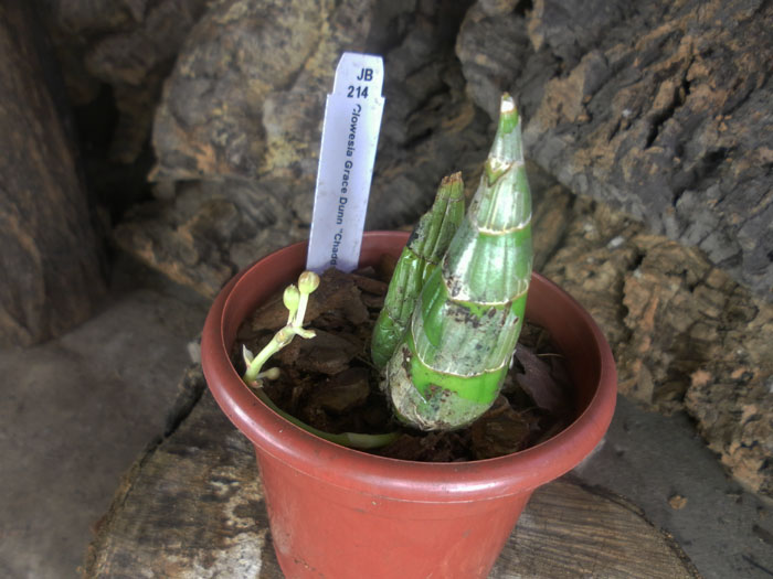 Clowesia Grace Dunn 'Chadds Ford'.jpg