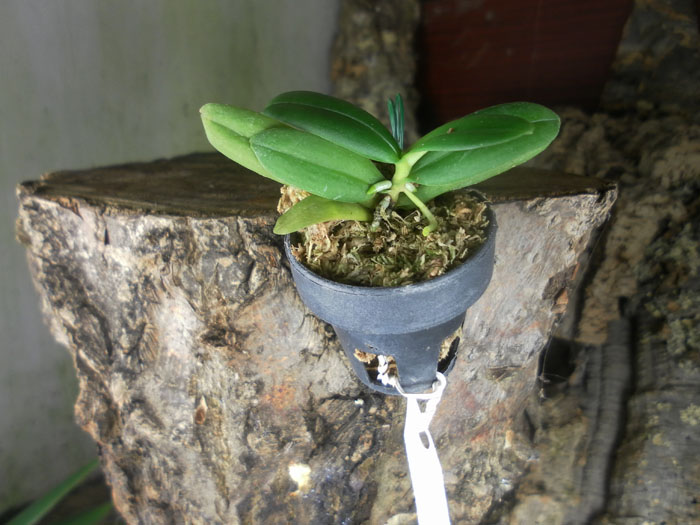 Haraella retrocalla.jpg