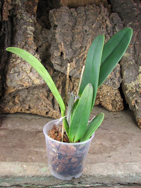 Cattleya jenmanii orlata 'Pacaraima' x SELF.jpg