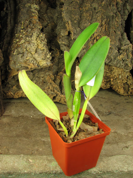 Cattleya jenmanii 'Boliva' x Cattleya jenmanii rubra 'Serra Negra'.jpg