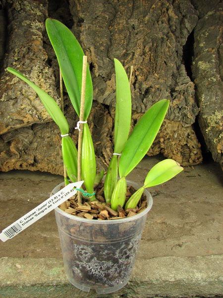 Cattleya trianae 'Junio' (12-8) x Cattleya trianae 'Sangre de Toro II' (25-8).jpg