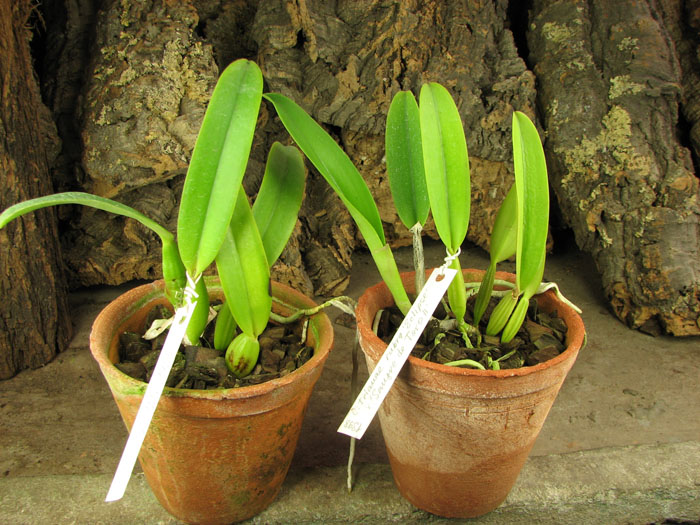 Cattleya trianae rubra 'Eclipse' x Cattleya trianae 'Sangre de Toro II'.jpg