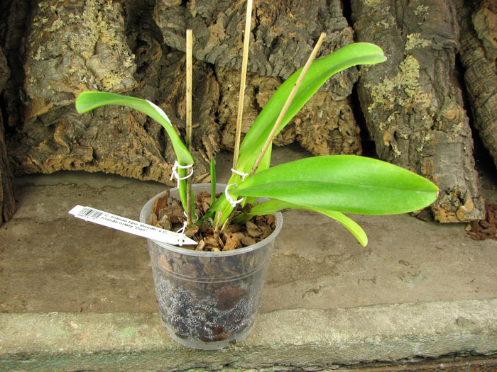 Cattleya trianae tipo 'Binotti' x Cattleya trianae orlata 'Dan'.jpg