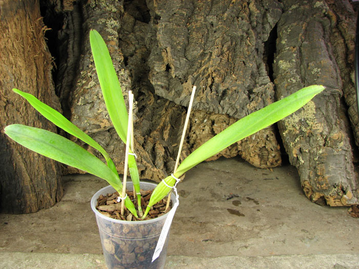 Laelia tenebrosa vinicolor x Laelia tenebrosa 'Richard'.jpg