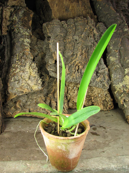 Cattleya warneri alba 'Alvinha' x Laelia praestans alba.jpg