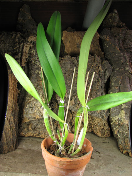 Brassolaeliocattleya Goldenzelle 'Saddle Peak'.jpg