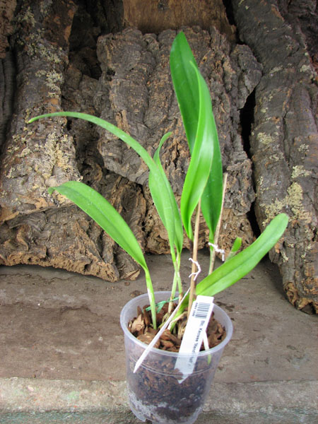 Brassolaeliocattleya Keowee 'Mendenhall'.JPG