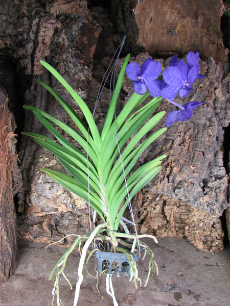 Ascocenda Princess Mikasa Blue.jpg