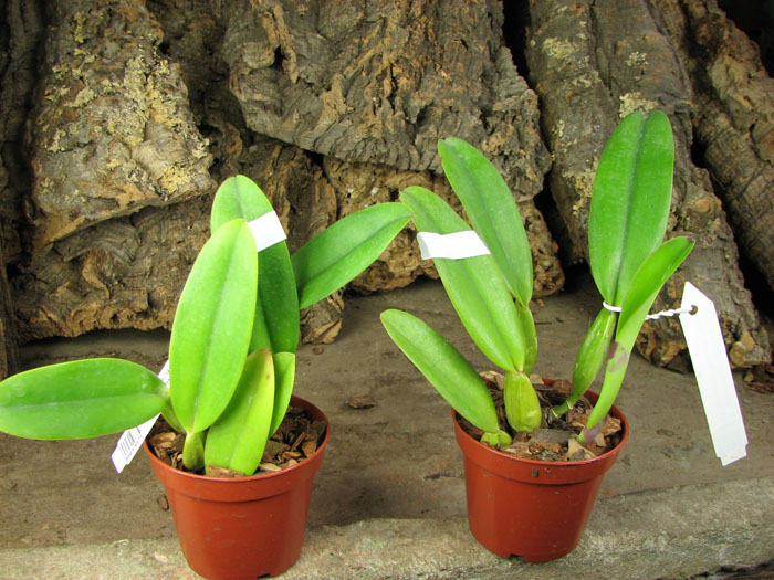 Cattleya trianae 'Sangre de Toro II' (25-8) x Cattleya trianae tipo 'Martinelli' (78-8).jpg