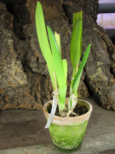 Laelia lobata var alba plena.jpg