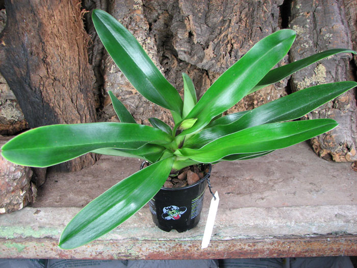 Paphiopedilum Lippewunder hybrid.jpg