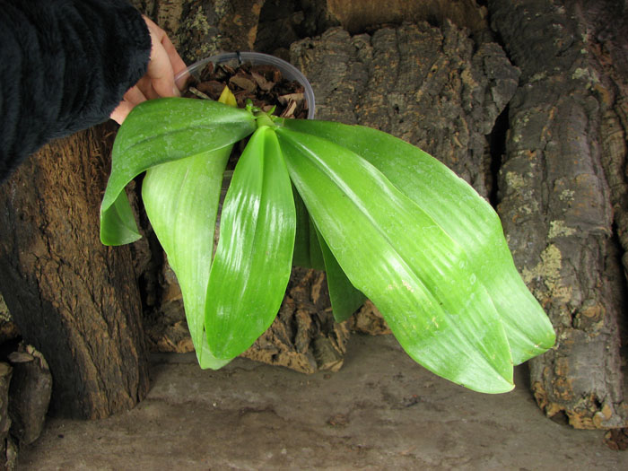 Phalaenopsis amboinensis.jpg