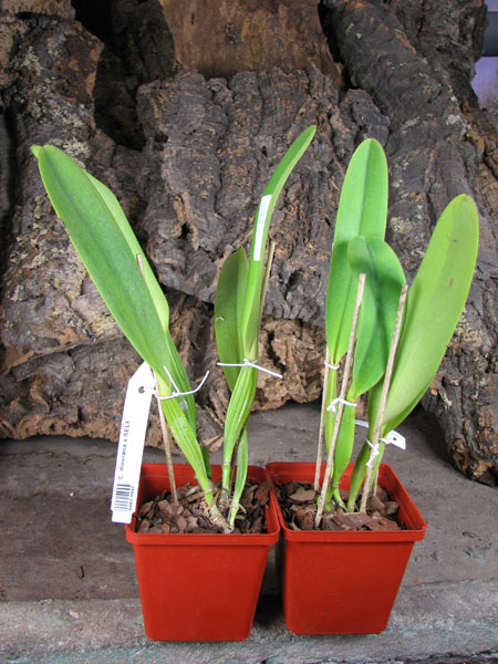 Cattleya dowiana x SELF.jpg