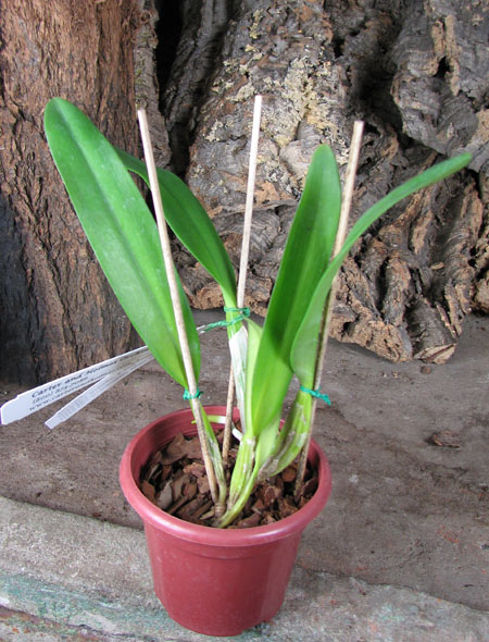Cattleya mendelii semi-alba 'Carlos Arango' x self.jpg