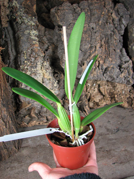 Cattleya lueddemanniana tipo 'Pinky' x Cattleya lueddemanniana rubra 'Gesia'.jpg