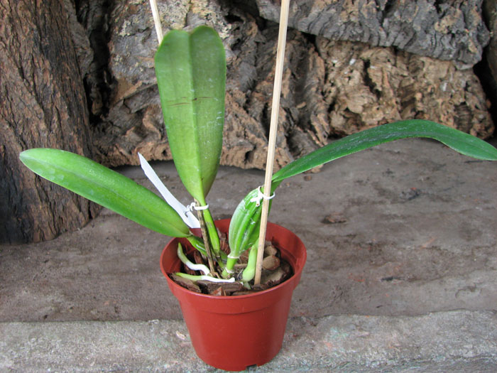 Cattleya schroederae albescens x Cattleya schroederae alba.jpg