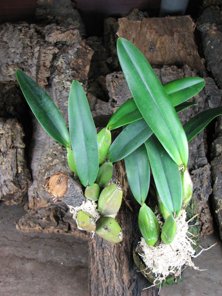 Laelia rubescens.jpg