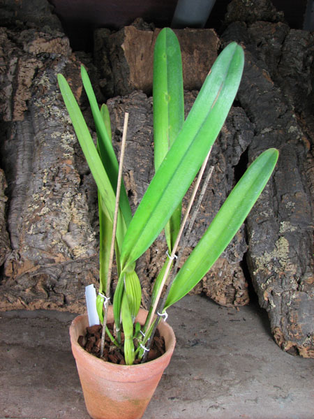 Laelia pulcherrima coerulea.jpg