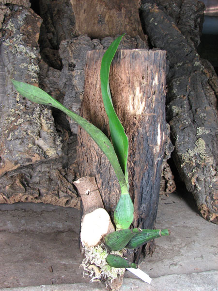 Prosthechea vitellina.jpg
