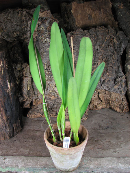 Laelia purpurata carnea.jpg