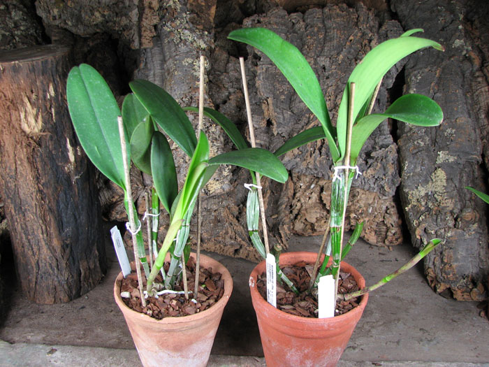 Cattleya violacea.jpg