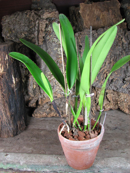 Cattleya Soror Angelica.jpg