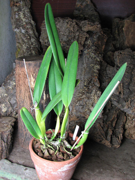 Laelia purpurata werkhauseri.jpg