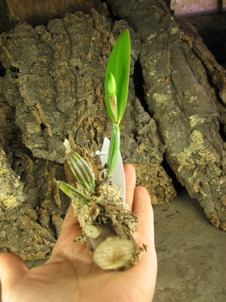 Cattleya luteola 'Eldorado' x SELF.jpg