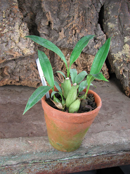 Coelogyne flaccida.jpg