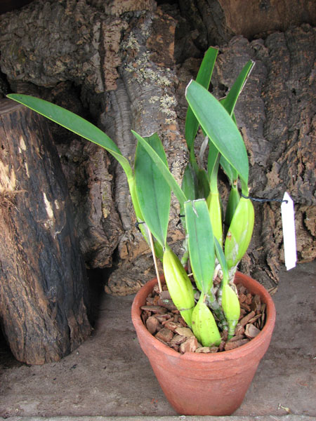 Laelia anceps Dawsonii f Chiapensis.jpg