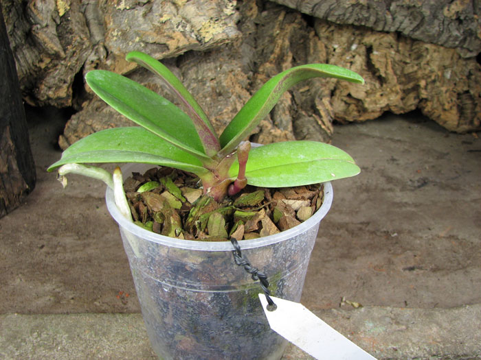 Doritaenopsis Lius Sakura.jpg