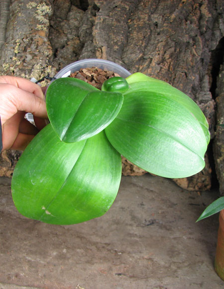 Phalaenopsis Mituo Sun 'Mituo #1' x Phalaenopsis Ld's Bear Queen.jpg