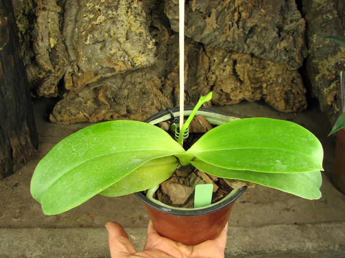 Doritaenopsis Sogo Sweet 'Sogo' x Phalaenopsis Joy Spring Canary 'Japan Peach'.jpg