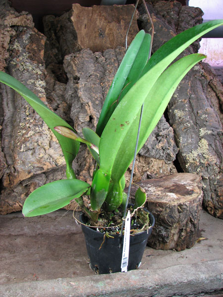 Brassolaeliocattleya Pamela Hetherington.JPG