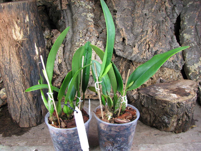 Sophrolaeliocattleya Hsin Buu Lady 'Red Beauty' (Laelia anceps x Sophrolaeliocattleya Wendy's Valentine).jpg