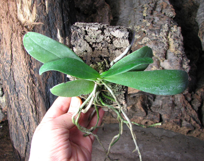 Aerangis articulata.jpg