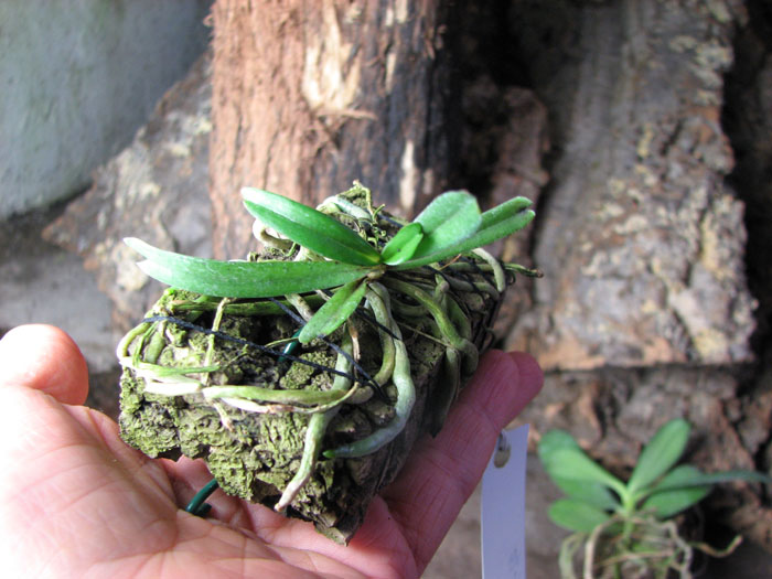 Aerangis rhodosticta.jpg