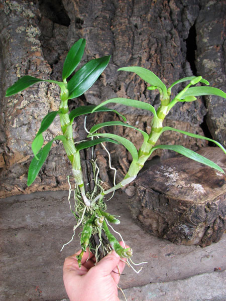 Dendrobium Hamana Lake (Dendrobium Kurenai × Dendrobium Snow Angel).jpg