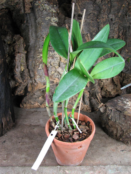 Rhyncholaeliocattleya Waianae Leopard 'Ching Hua'.jpg