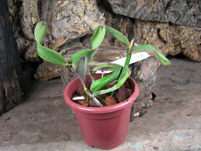 Cattleya schilleriana x Cattleya aclandiae.jpg