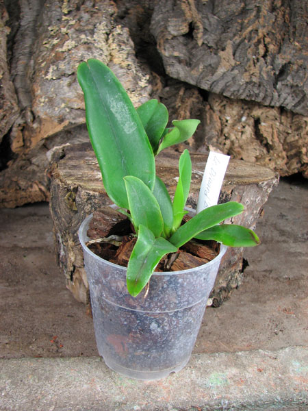 Laeliocattleya Dinard 'Blue Heaven'.jpg