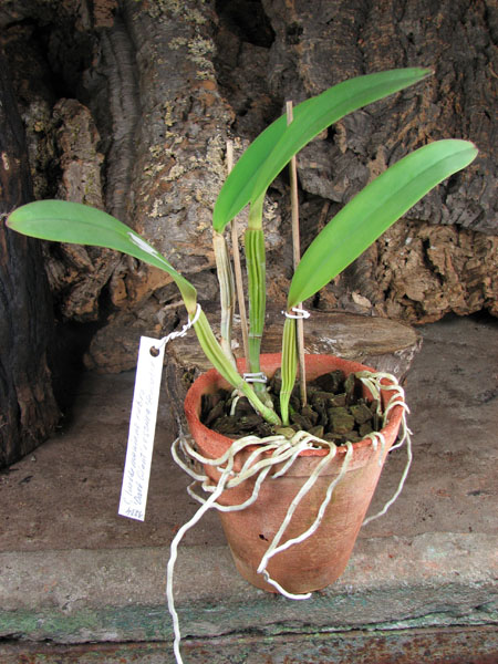 Cattleya lueddemanniana rubra 'Dark Giant' x Cattleya lueddemanniana escura 'Fennel IX'.jpg