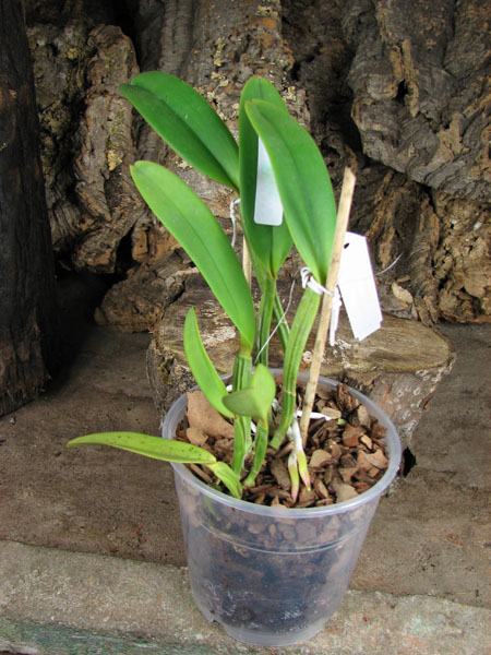 Cattleya lueddemanniana 'Negrita' x Cattleya lueddemanniana 'Dark'.jpg