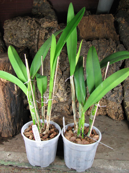 Brassocattleya Golf Green 'Hair Pig' (Cattleya Moscombe x Brassavola digbyana).jpg