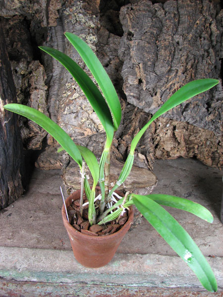 Cattleya lueddemanniana (color overlap x Irina).jpg