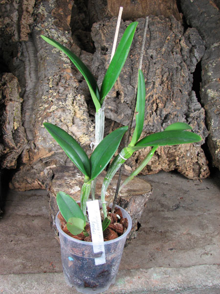 (Brassavola digbyana x Rhyncholaeliocattleya Kuwale Gem) 'ORCHIS'.jpg