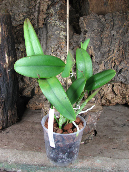 (Brassavola digbyana x Rhyncholaeliocattleya Young Kong) 'ORCHIS'.jpg